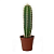 Кактус D5-8см H12-15 см