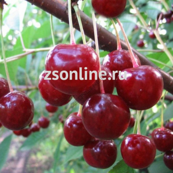 Изображение загружено обработкой по данным файла Excel