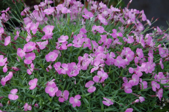 Гвоздика серовато-голубая (Р9) (цветки розовые)