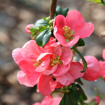 Айва японская превосходная Пинк Трейл