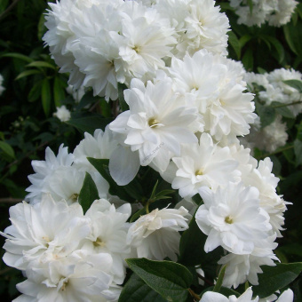 Philadelphus-Frosty-Morn-84189-1