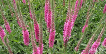 Вероника длиннолистная Роял Пинк(ярко-розовый,1шт)