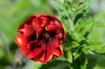 Лапчатка гибридная Arc en Ciel