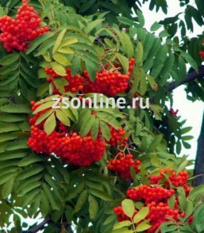 Изображение загружено обработкой по данным файла Excel