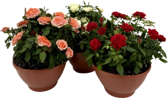 Роза Кордана D22 H30см кашпо