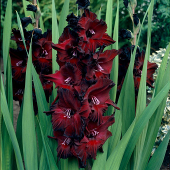 823f4c0d403cf4f4f9609e1c86a6390e