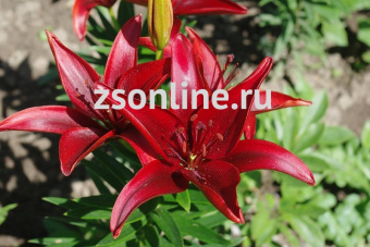 Изображение загружено обработкой по данным файла Excel