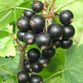 Смородина черная Вуаль C 3 (40-60см)