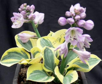 hosta-gibridnaya-mayti-maus