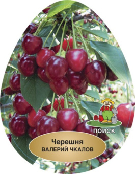 Черешня Валерий Чкалов/клоновый подвой/С