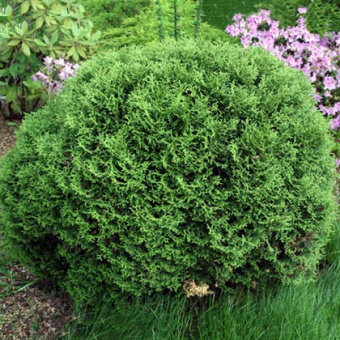 Туя западная Хозери, в горшке 2л, 15-20 см