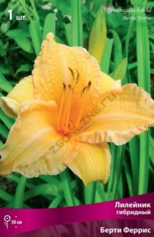 lileinik_gibrid_berty_ferris_kaper