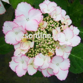 Изображение загружено обработкой по данным файла Excel