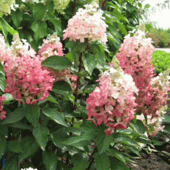 Гортензия метельчатая Мэджикал Везувио/ЦКорЛюкс