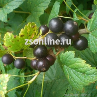 Изображение загружено обработкой по данным файла Excel