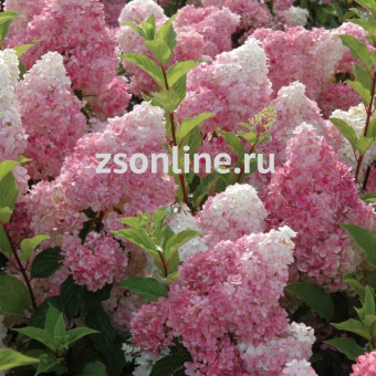 Изображение загружено обработкой по данным файла Excel