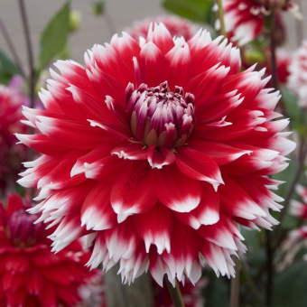 2248_georgina-dabl-dzhey--double-jeu