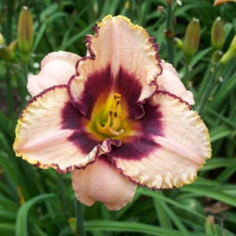 Лилейник гибридный Дэринг Дилемма