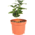 Кофе 12/20-25  см