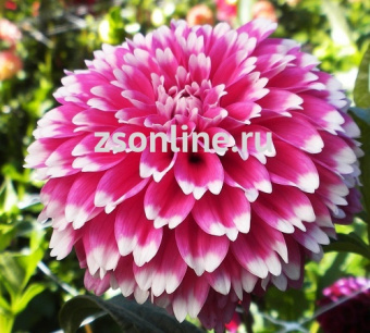 Изображение загружено обработкой по данным файла Excel