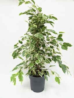 Фикус Бенджамина D17см H70см