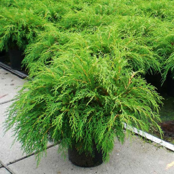 Микробиота перекрестно-парная, Microbiota decussata, в горшке 2л, 30-40 см