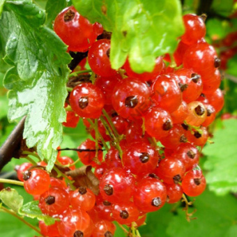 Смородина красная Голландская красная (2-летняя) ЗКС