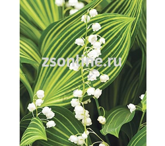 Изображение загружено обработкой по данным файла Excel