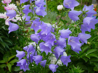 Колокольчик ложечницелистный (Р9) (голубой, белый)