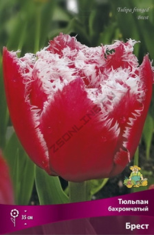 Тюльпан бахромчатый Брест 11-12/К 7шт