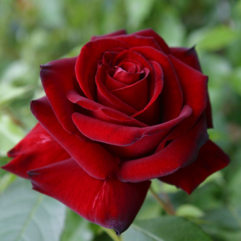 Роза чайно-гибридная Баркарола (темно-красный)