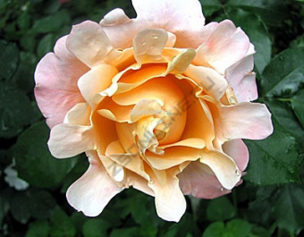 Изображение загружено обработкой по данным файла Excel