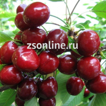 Изображение загружено обработкой по данным файла Excel