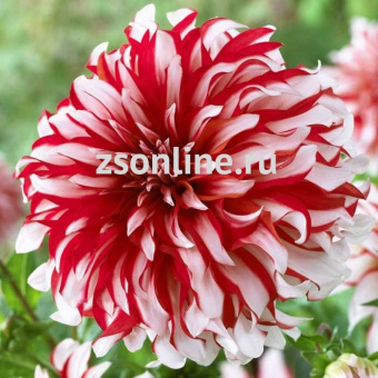 Изображение загружено обработкой по данным файла Excel