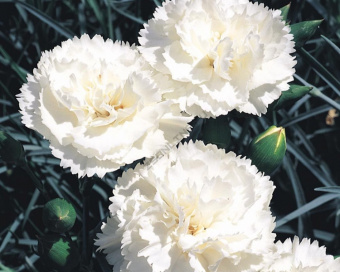 Гвоздика перистая Angel of Purity