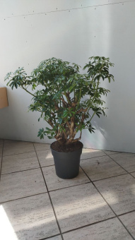 Шеффлера 24-27/90 см