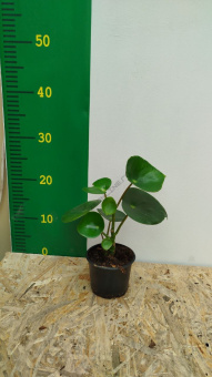 Пеперомия микс D10 Я*