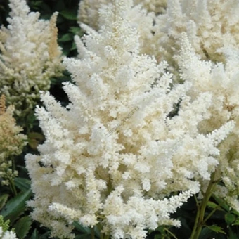 Астильба Арендса Хэппи Дей (С1,5)