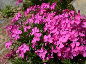 957b6c47fa3ad82a8f4533a69409fb29