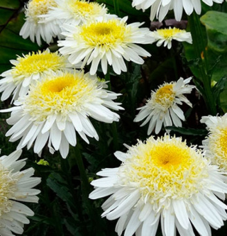 Нивяник великолепный Реал Глори