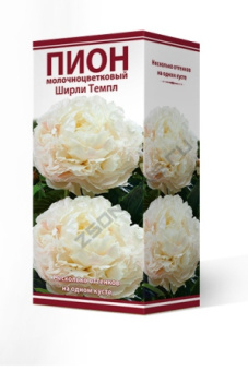 Пион молочноцветковый Ширли Темпл 2-3/К