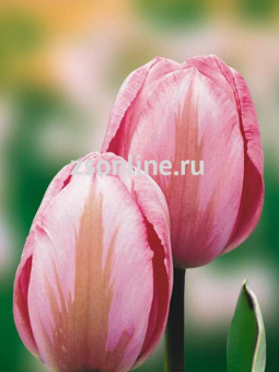 Изображение загружено обработкой по данным файла Excel