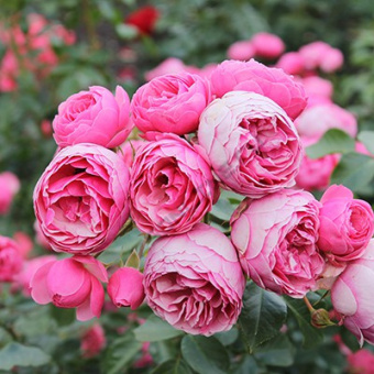 Роза флорибунда Помпонелла/ЦКор