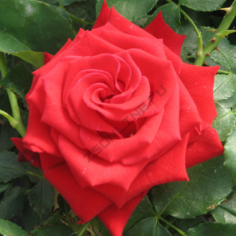 rosa_chaino_gibrid_burgund