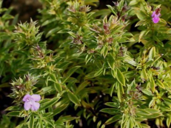 Чабер Дугласа Индиант Минт