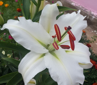 Лилия ЛОО-Гибрид Брайт Бриллиант