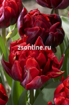 Изображение загружено обработкой по данным файла Excel