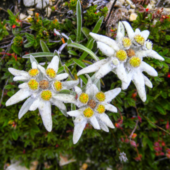 Эдельвейс альпийский, Leontopodium alpinum