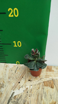 Суккулент Адромискус микс 5/10