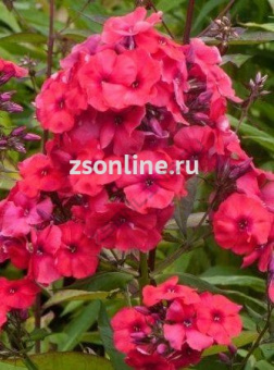 Изображение загружено обработкой по данным файла Excel